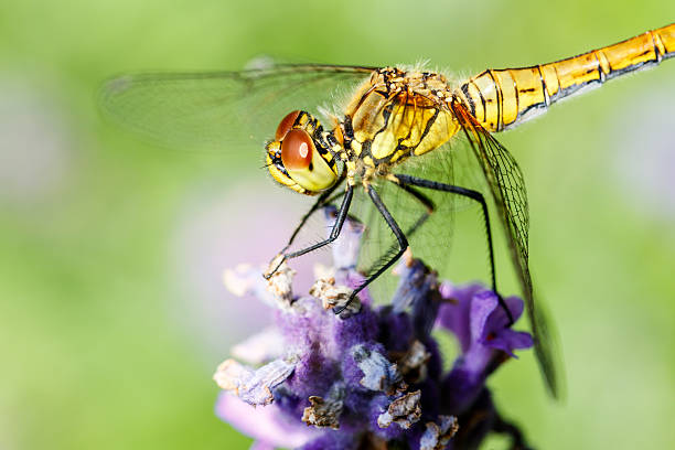 istock Dragonfly On Lavender Flower Macro Background 475869720