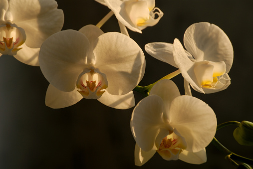 White Phaleonopsis in back light