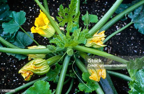 Curgete - Fotografias de stock e mais imagens de Abóbora - Abóbora, Agricultura, Alimentação Saudável