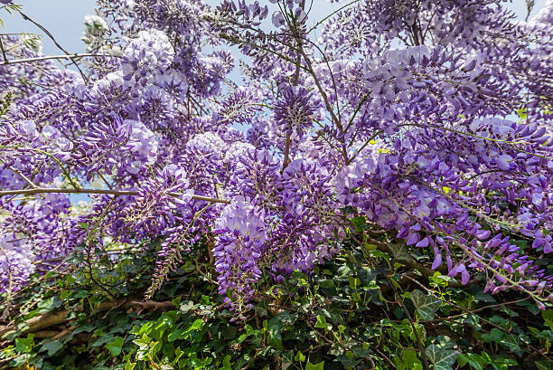 istock Wisteria blooms, April 20, 2015 475871170