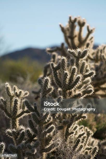Orsacchiotto Orso Cactus Cholla - Fotografie stock e altre immagini di Affilato - Affilato, Cactus, Cactus cholla