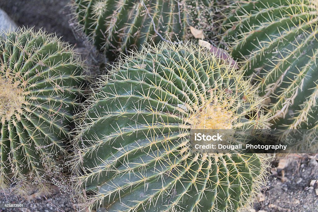 Cactus barile - Foto stock royalty-free di Affilato
