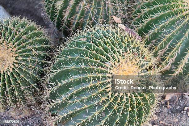 Cactus Barile - Fotografie stock e altre immagini di Affilato - Affilato, Cactus, Cactus barile