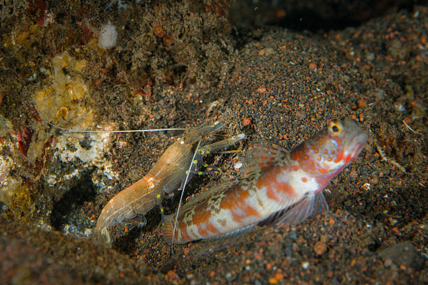 Goby and Shrimp Goby (Amblyeleotris periophthalma) watching over as the shrimp (Alpheus sp.) brings out sand from their hole. Shrimp touches goby with one antenna.  shrimp goby stock pictures, royalty-free photos & images