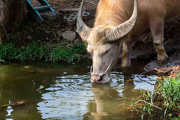 istock Albino buffalo asia drinking water in pond 475874344