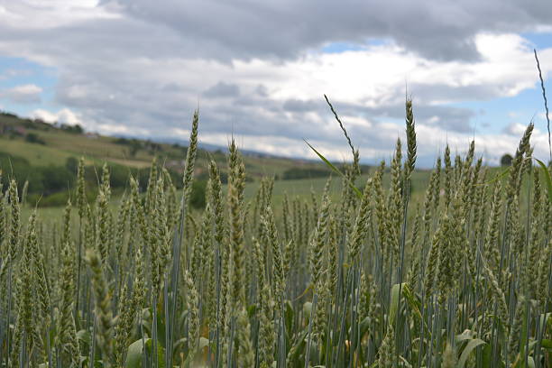 istock Wheat of Italy 475874404
