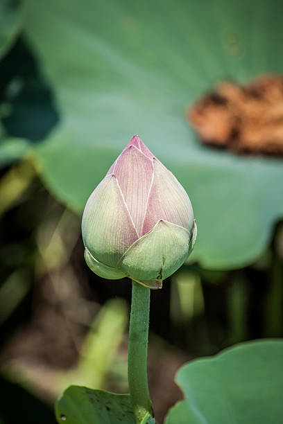 istock lotus flower in thailand 475874868