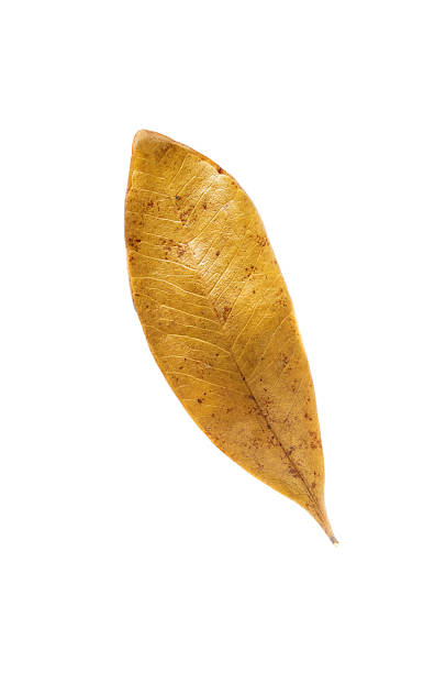 istock Dry leaves isolated on white background. 475875030