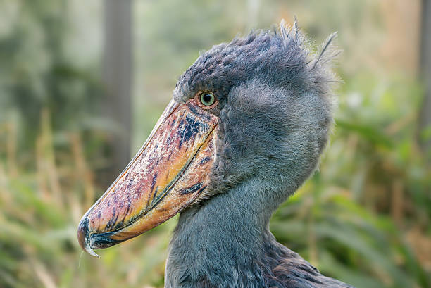 Portrait of shoebill (Balaeniceps rex) also known as whalehead or shoe-billed stork.