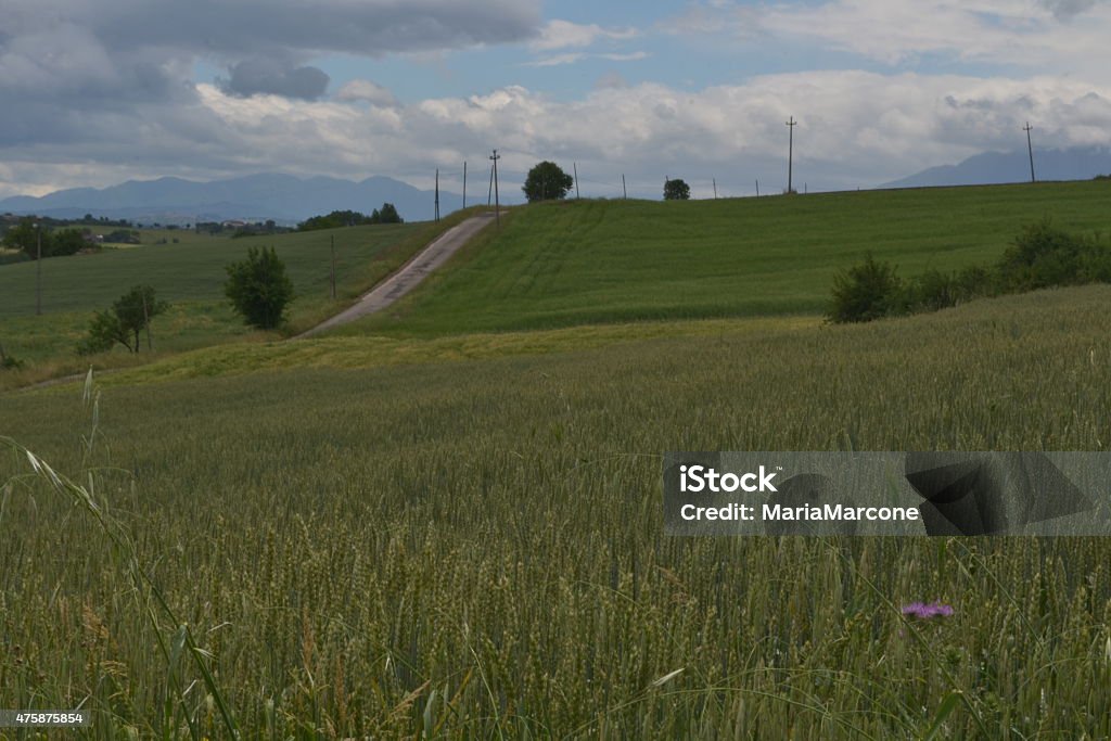 Intensive cultivation of wheat and cereals 2015 Stock Photo