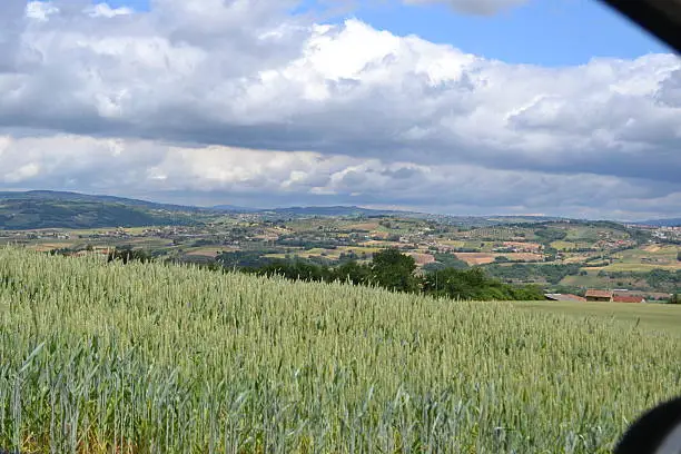Photo of Traveling among wheat fields