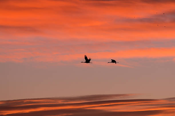istock Sandhill Cranes in the Sunrise 475876518