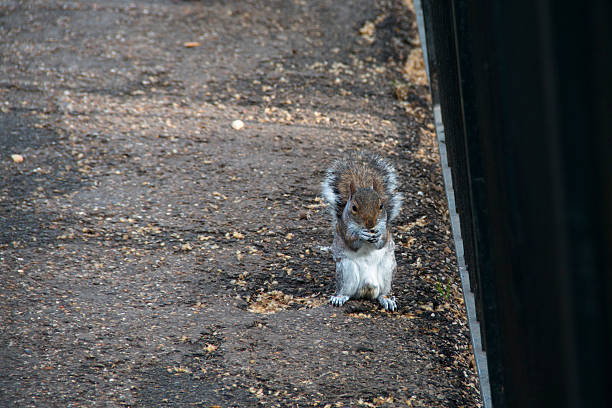istock Squirrel in Hyde Park in London, UK 475878904