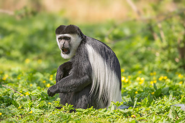 manto guereza también sabemos que el blanco y el negro colobo mono - leaf monkey fotografías e imágenes de stock