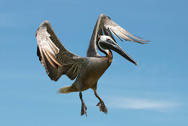 Brown pelican in flight stock photo