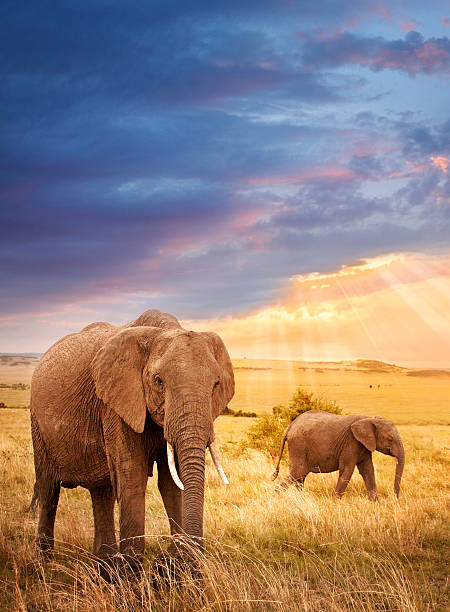 afrikanische elefanten im sonnenuntergang - afrikanischer elefant stock-fotos und bilder