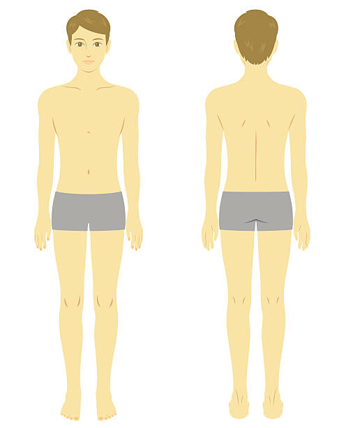 남자 시체, 모델 - underwear men shorts isolated stock illustrations