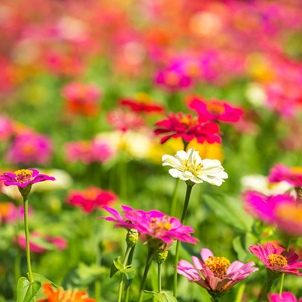 istock Beautiful flowers on a meadow 475882074