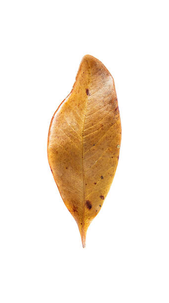 istock Dry leaves isolated on white background. 475882920