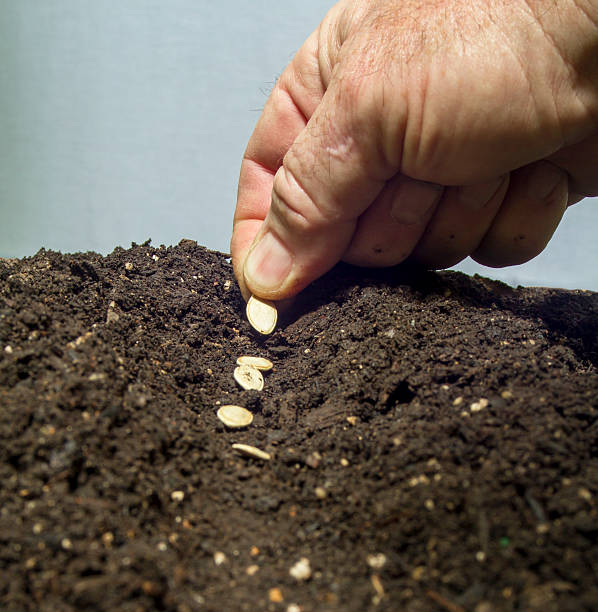 istock Planting Seeds In The Soil 475882934