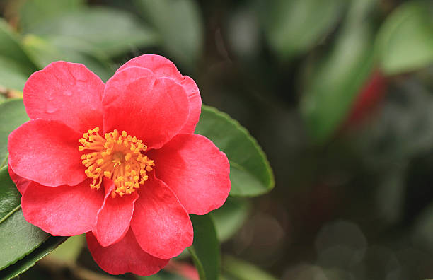 istock Camellia japonica 475884222