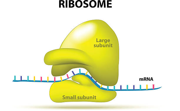 ribosome - cell plant cell human cell animal cell stock illustrations