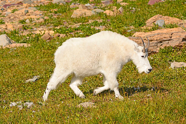 istock Mountain Goat Walking Across an Alpine Meadow 475885130