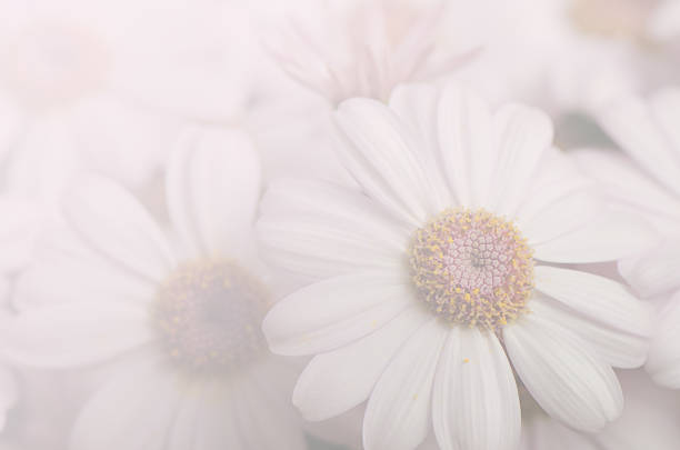 istock Soft background of Chrysanthemum flowers 475886248