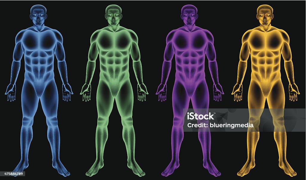 Human Body In Color Coloured Male Bodies Stock Illustration - Download Image Now - Adult ...
