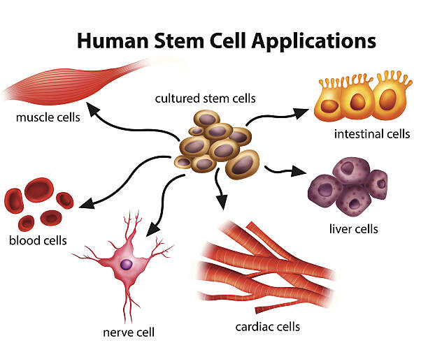 휴머니즘 줄기세포 애플리케이션 - stem cell human cell animal cell science stock illustrations