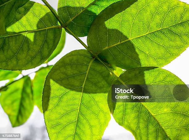 Rosenblatt Stockfoto und mehr Bilder von Ansicht aus erhöhter Perspektive - Ansicht aus erhöhter Perspektive, Blatt - Pflanzenbestandteile, Blume