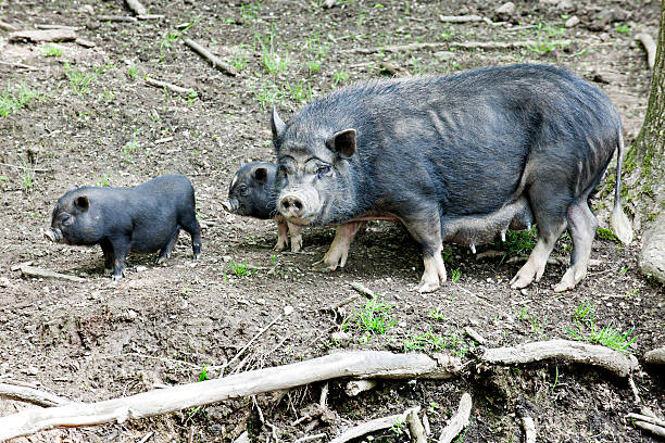 istock Potbelly Family 475887800