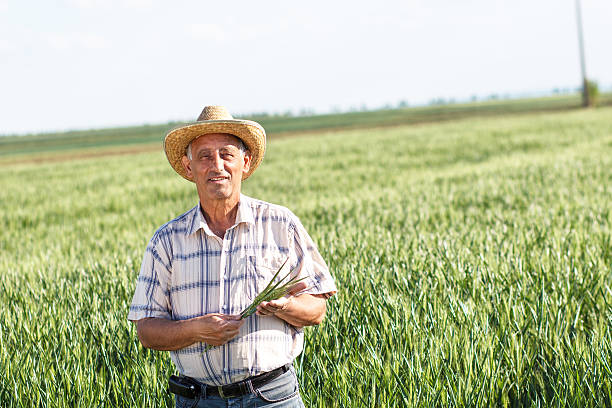 istock Senior farmer in a field examining crop 475888110