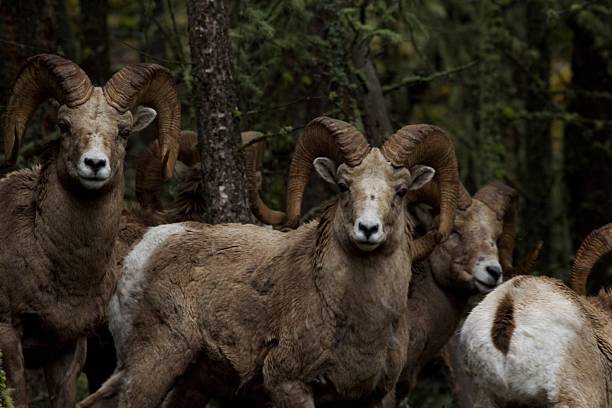 mouflon d'amérique de la famille - bighorn mountains photos et images de collection