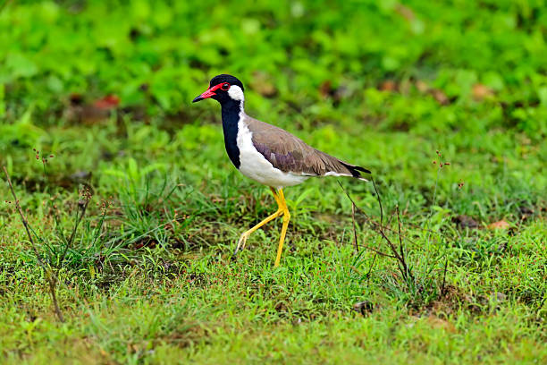 istock Stilt of Sri Lanka 475888316