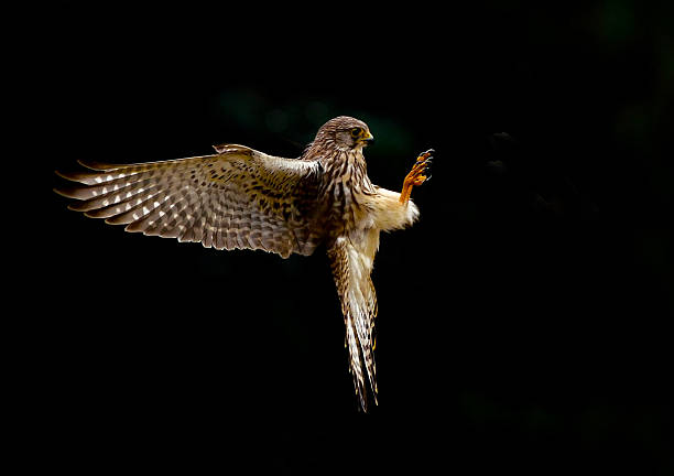 vogel (gemeinsame kestrel), thailand - kestrel hawk beak falcon stock-fotos und bilder