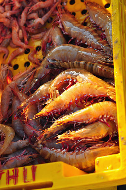 camarão colhidos no cesto no delta do mekong no vietname - catch of fish sky commercial fishing net cargo container imagens e fotografias de stock