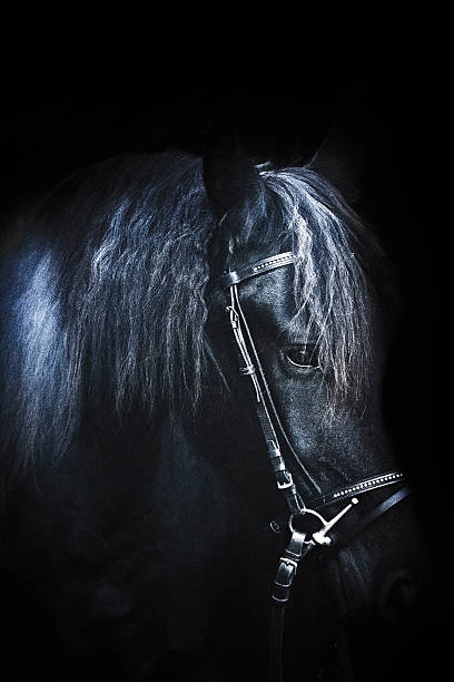 istock Friesian horse stallion 475889659