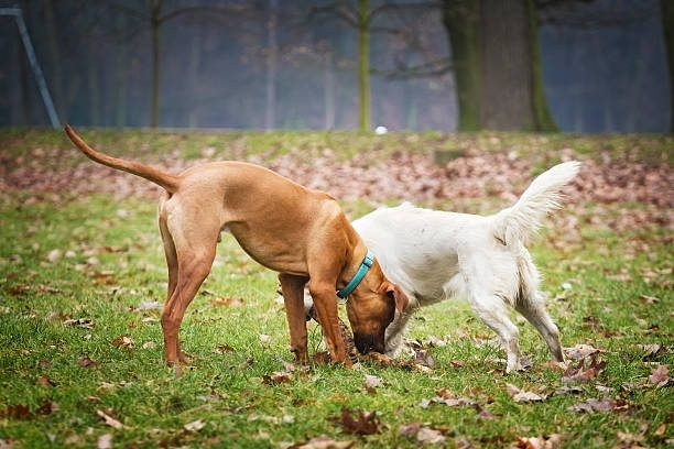 istock Rhodesian ridgeback dog and golden retriever 475890463