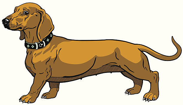 ilustrações, clipart, desenhos animados e ícones de dachshund marrom - dachshund dog white background hunting dog