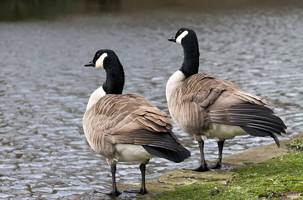 istock Couple of Canada Geese 475892907