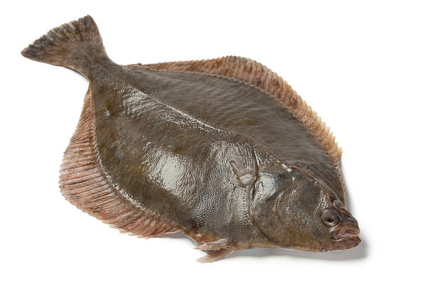 istock Whole single fresh  European flounder 475893101