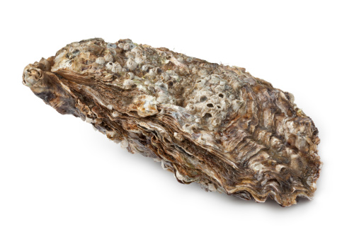 Whole single Pacific oyster on white background