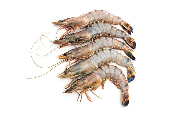 istock raw tiger shrimps 475893455