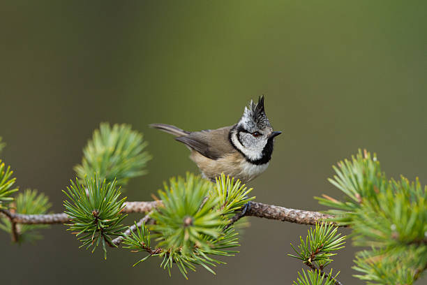 Crested Tit stock photo