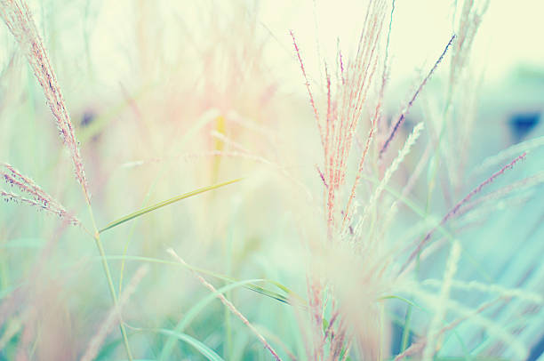 istock Colourful vintage garden plants 475896843