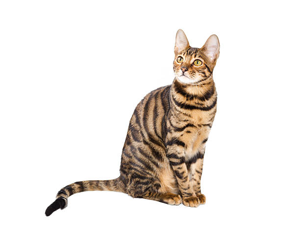 istock Cat breed toyger on white background. 475897000