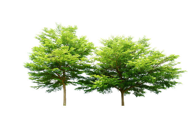istock Ivory coast almond tree on white background. (Terminalia ivorens 475897644