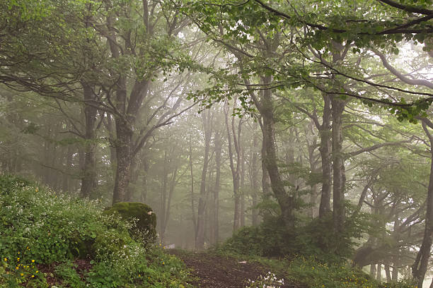 istock Trail through a mysterious dark forest in fog 475897904