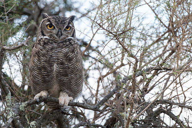istock Grey owl portrait while looking at you 475897936